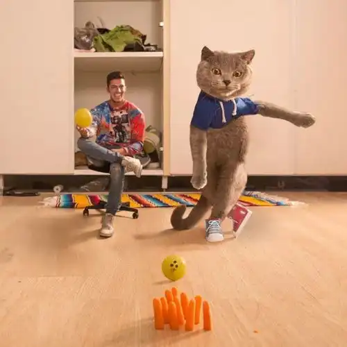 从弃婴到百万富翁,这只戏精猫用6年逆袭成表情包影帝,红爆全世界
