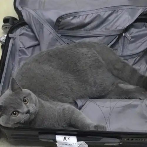 英国短毛猫和美国短毛猫的区别