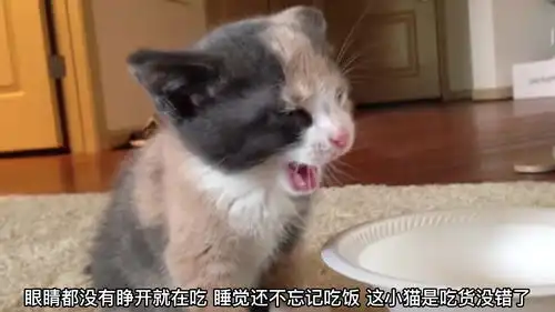 小猫昨天是熬夜了吧,吃东西还能够睡着,真是可爱
