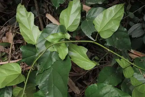 黄藤草药图片
