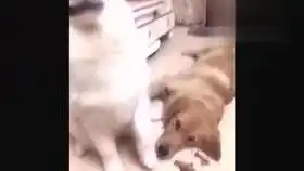 爆笑动物呆萌的柴犬跟主人出行,出行的样子真是太萌了
