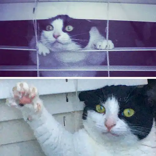 20张猫咪搞笑图片说明有猫的日子,生活一点也不会无聊
