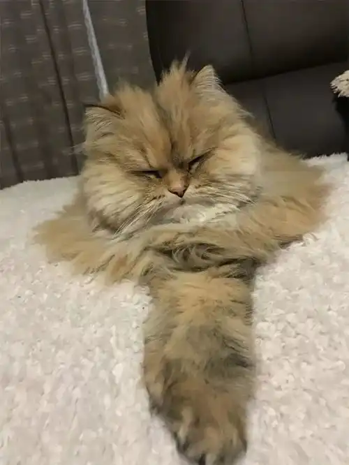 真正的猫奴,把猫咪的搞笑照片做成模型,太魔性

