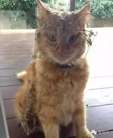 每日一蠢萌猫中宋小宝铲屎的这个抓拍简直神了
