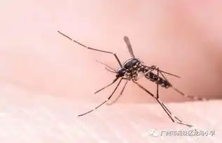 中国疾控中心教你如何防控登革热
