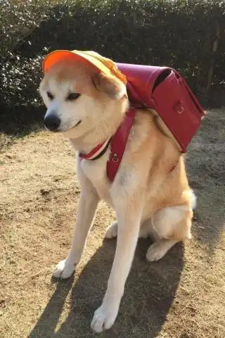 每日热推北海道的春天来了