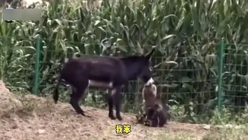 爆笑视频野狗做梦也没想到,今天会被一头驴拎脖子揍了一顿
