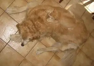 动物爆笑隐身术你能找到它吗
