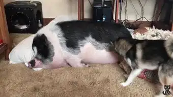 小猴子

