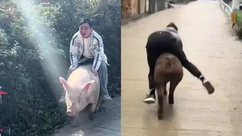 男子按年猪不料骑着狂飙,最后急得徒手镇压实拍好笑又惊险
