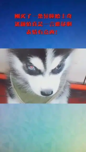 刚买了一条异瞳哈士奇,这颜值真是一言难尽啊,表情有点凶
