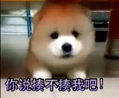 狗狗犯错被主人训斥了几句,生气的躲桌底不肯出来了,热门表情包