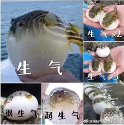 河豚又火了这一次它被海豚撞上,网友们笑到不能自持,小编喊你来收表情包