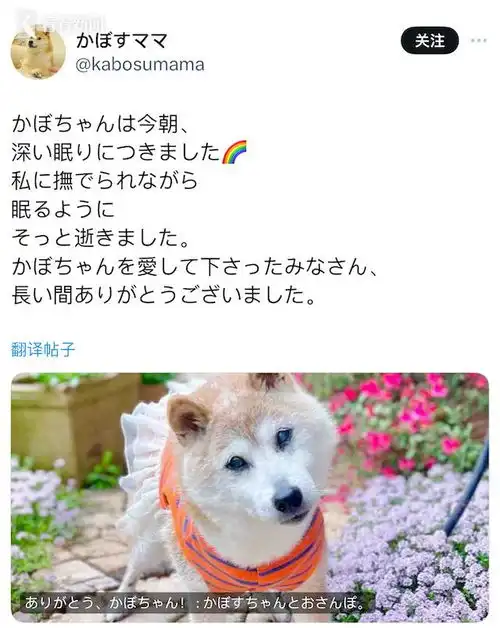 知名doge表情包原型柴犬去世享年18岁

