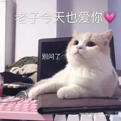 全宇宙最科学猫粮推荐
