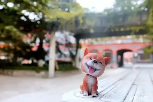 摄影携萌犬祝华东政法大学生日快乐
