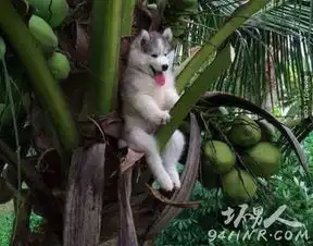 哈士奇图片蠢萌二哈搞笑图片大全合集

