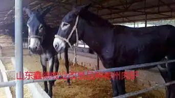 长春小驴得多少钱一只欢迎咨询鑫德牧业我来告诉您
