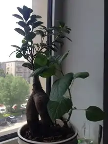 常见花卉植物图片与名称一
