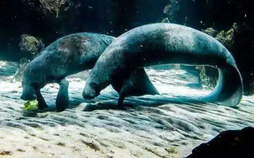海牛吃水草还是吃肉海牛吃什么食物为主
