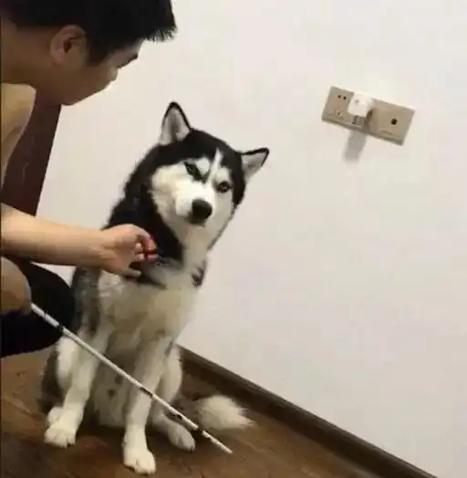 狗狗不服从主人怎么办教你五个方法治治它
