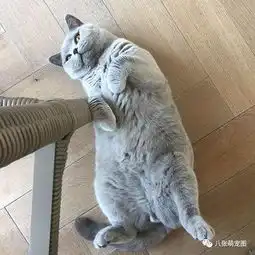 英短可爱头像男生