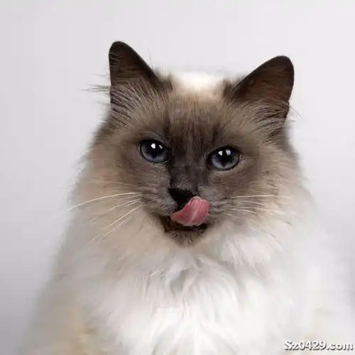 100元长期出售宠物猫宠物狗