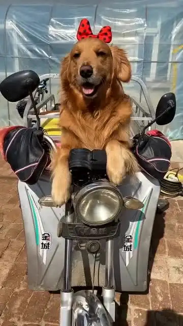 狗狗骑上我心爱的小摩托,去溜溜