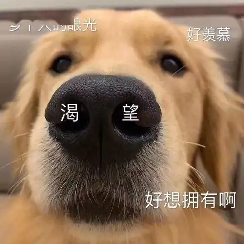 每晚分享沙雕表情包
