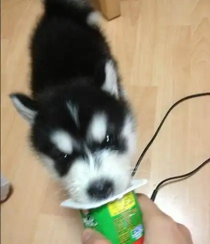 各种惩罚二哈的方法,简直是累成狗,这画面笑喷人
