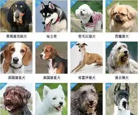狗狗智商大排行,你的汪挤进前十了吗
