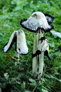 腿蘑,蘑菇,芦笋蘑菇
