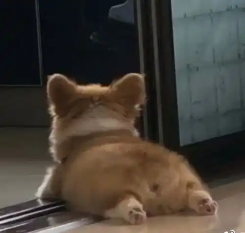 搞怪头像加拿大的男人不回家

