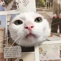 搞笑猫头像图片搞笑的猫咪头像带字微信头像图片大全
