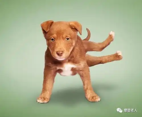 动物也会练瑜伽笑死了,太可爱
