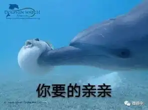 河豚又火了这一次它被海豚撞上,网友们笑到不能自持,小编喊你来收表情包