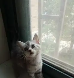 2个多月英短宠物猫