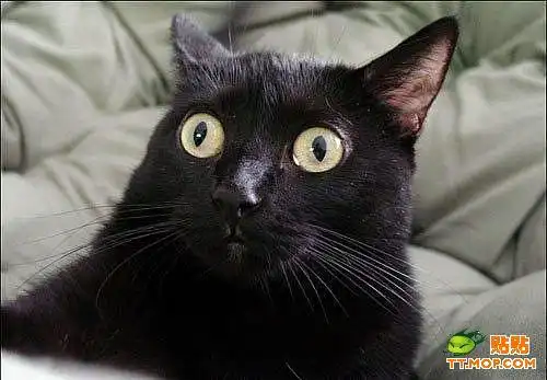 猫咪的搞笑图集
