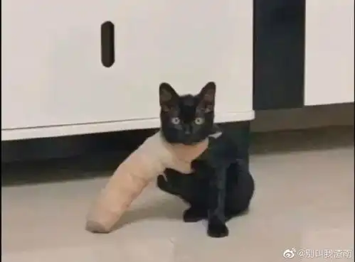 开心一刻抄作业与抄袭的不同
