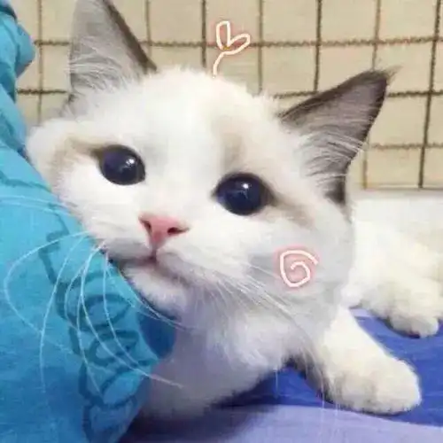 猫咪更喜欢女生还是男生
