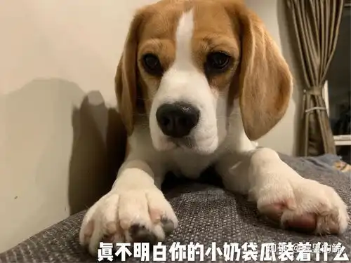 超级无敌可爱狗子表情包