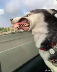每日笑一笑
