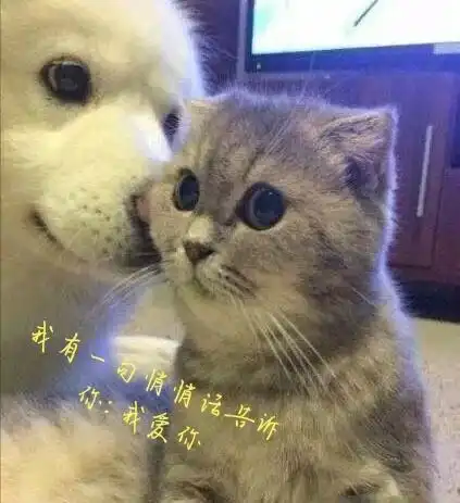 李姐笑话一棵槐树满满的槐花一夜之间,一朵花都没有了
