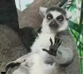 搞笑动物,摄影师太有才
