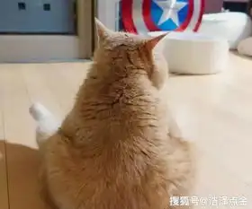 十个橘猫九个胖橘猫到底有多胖它们是如何胖成猪的
