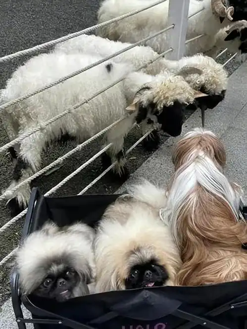 搞笑图片带狗子去看羊,结果被羊群围观
