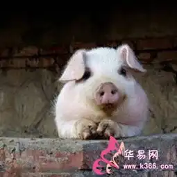 梦见猪头
