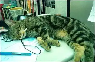 抽烟睡觉的猫咪
