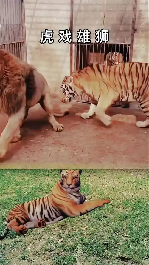 搞笑,老虎调戏狮子

