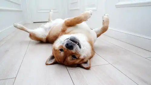 点击来源直接获取大图文件柴犬仰卧着睡觉摄影搞笑狗狗高清大图
